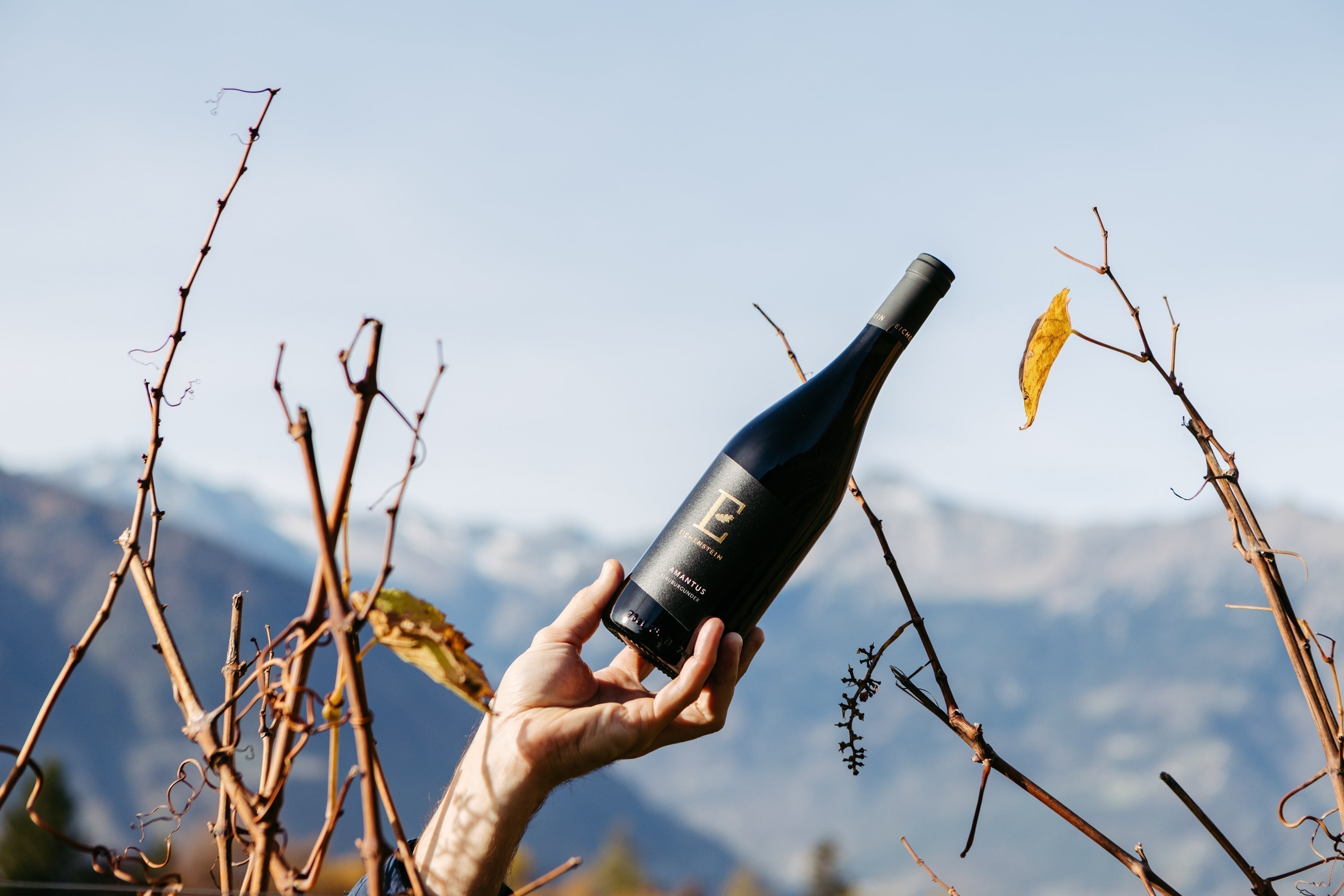 Weingut Eichenstein Meran Blauburgunder Amantus Blick auf die Texelgruppe im Hintergrund