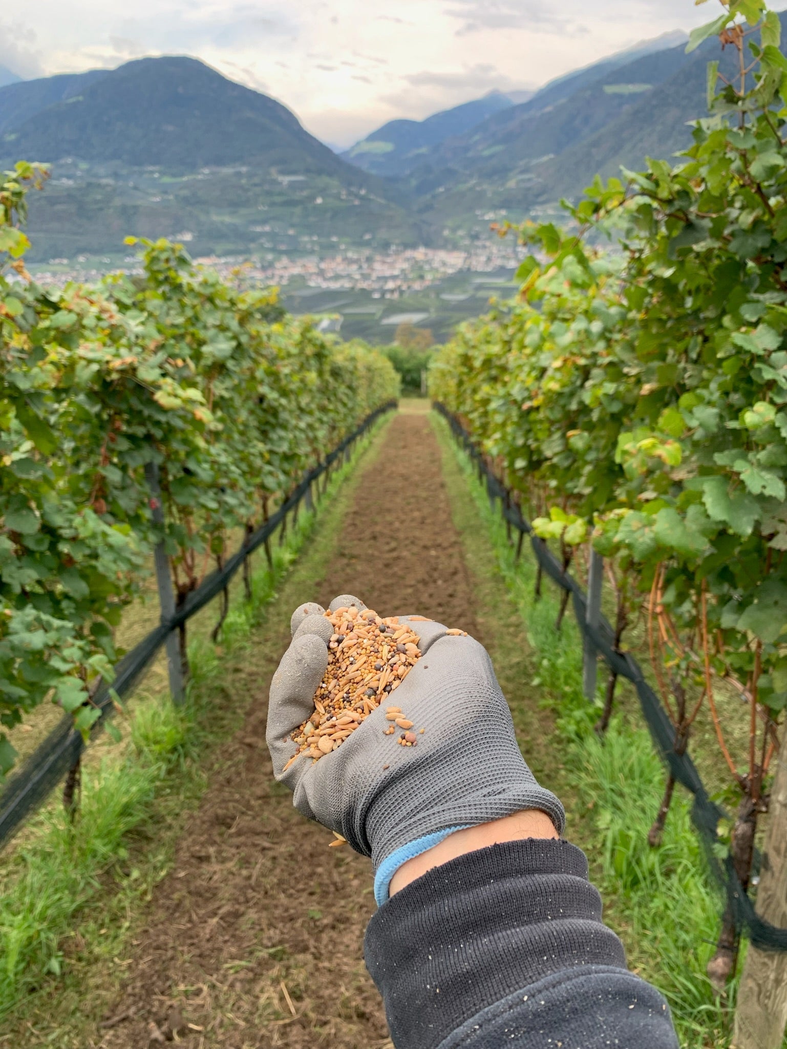 die Arbeit im Weinberg in den Wintermonaten